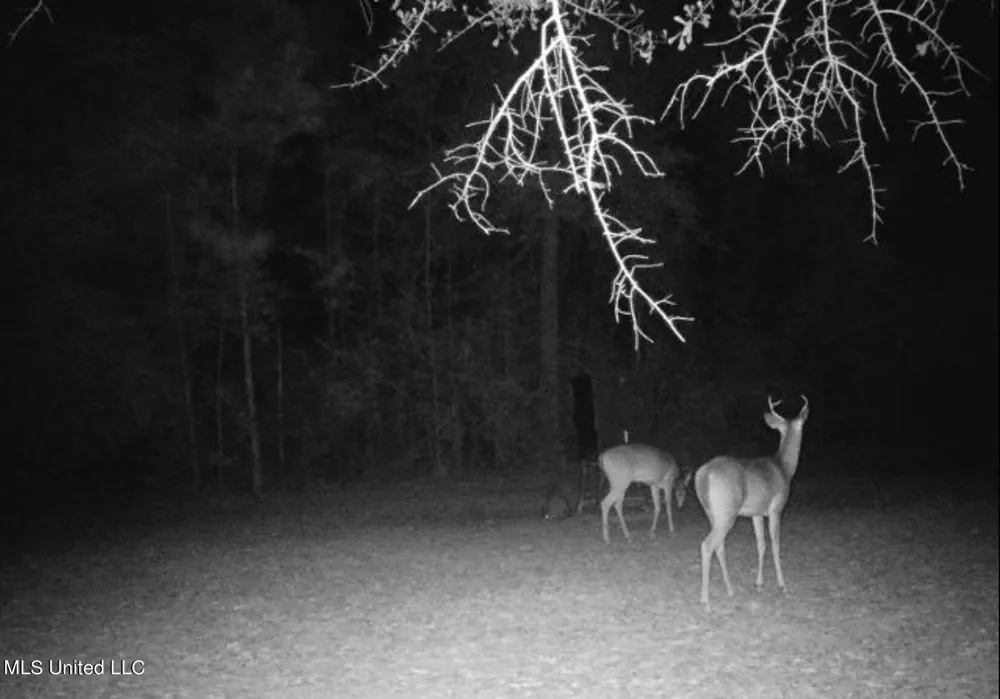 377a Deep Creek Road Wiggins, MS 39577
