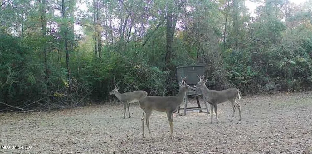 377a Deep Creek Road Wiggins, MS 39577