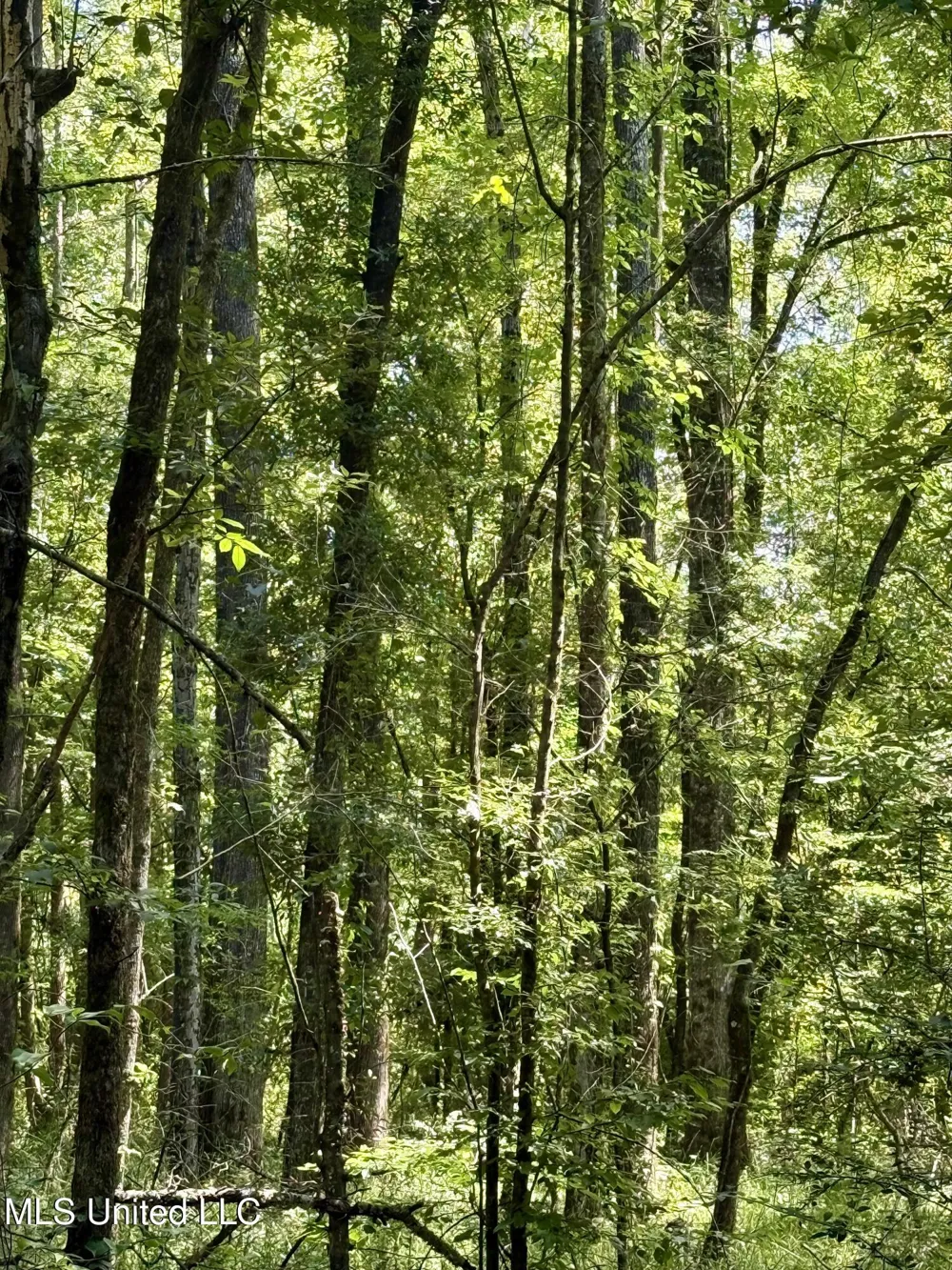 0 Broome Road Wesson, MS 39191