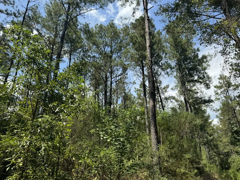 0 Graves Road Liberty, MS 39645
