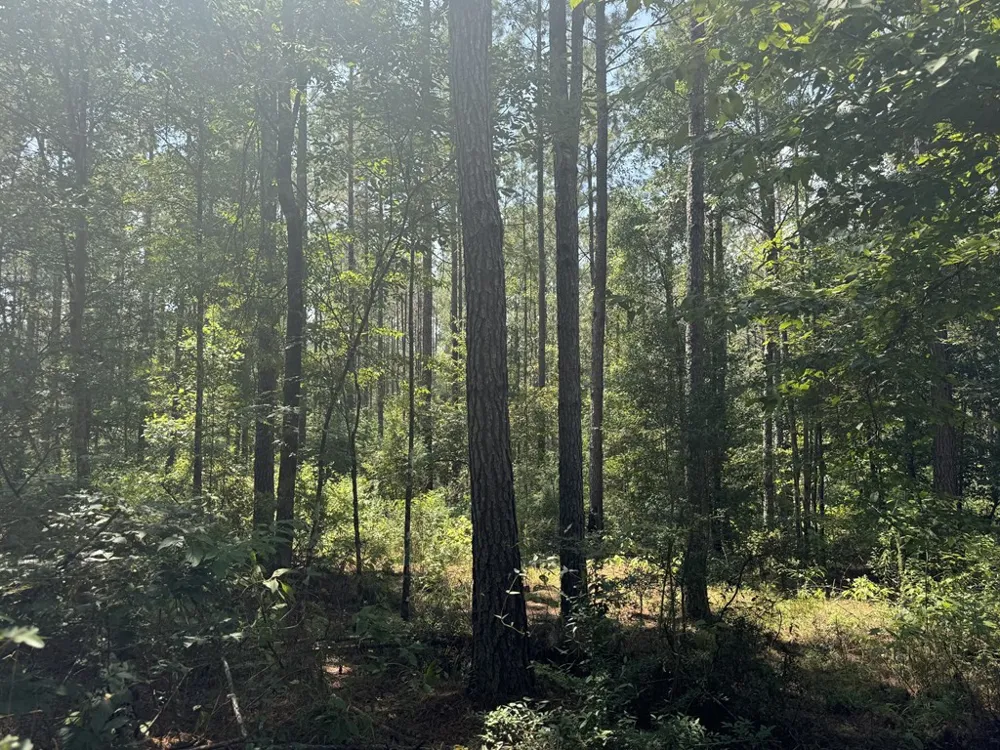 0 Graves Road Liberty, MS 39645