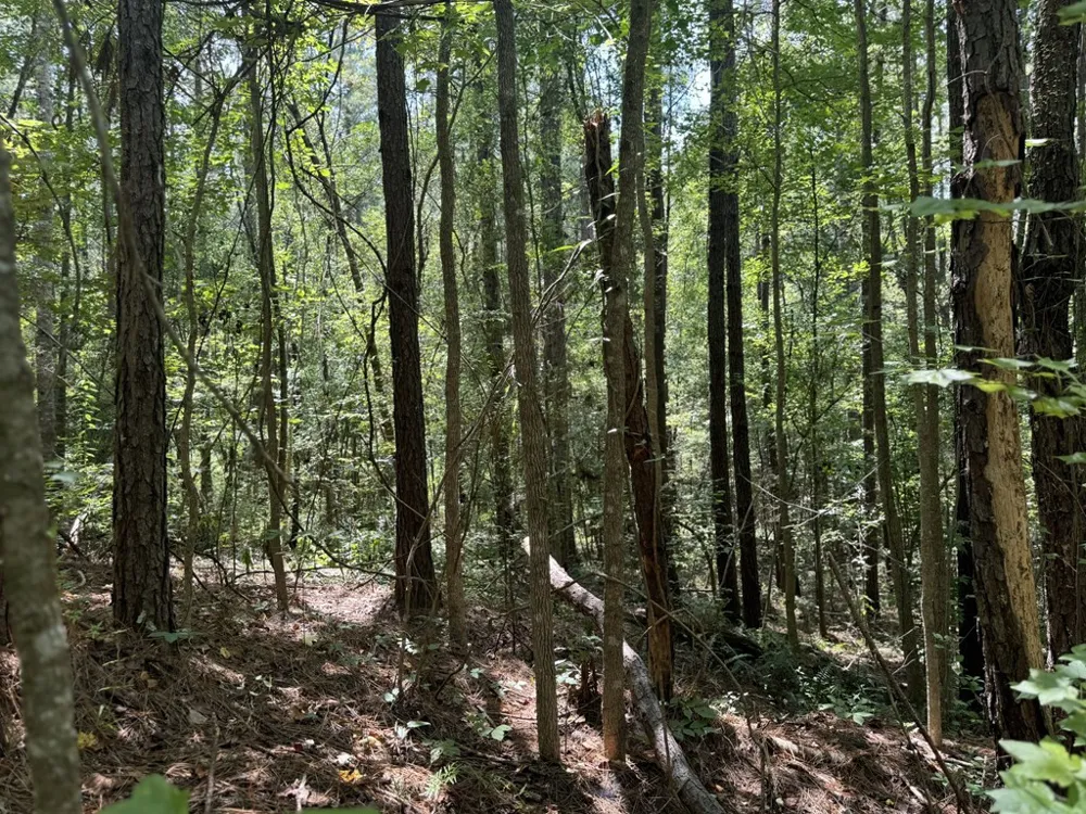 0 Graves Road Liberty, MS 39645