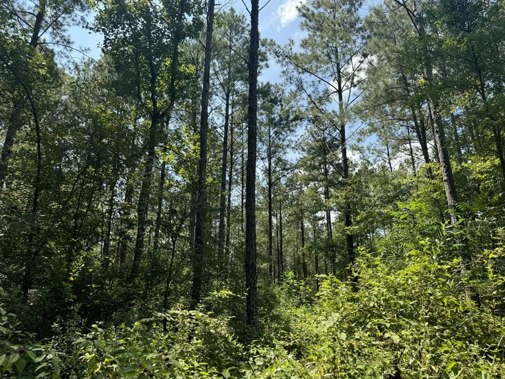 0 Graves Road Liberty, MS 39645