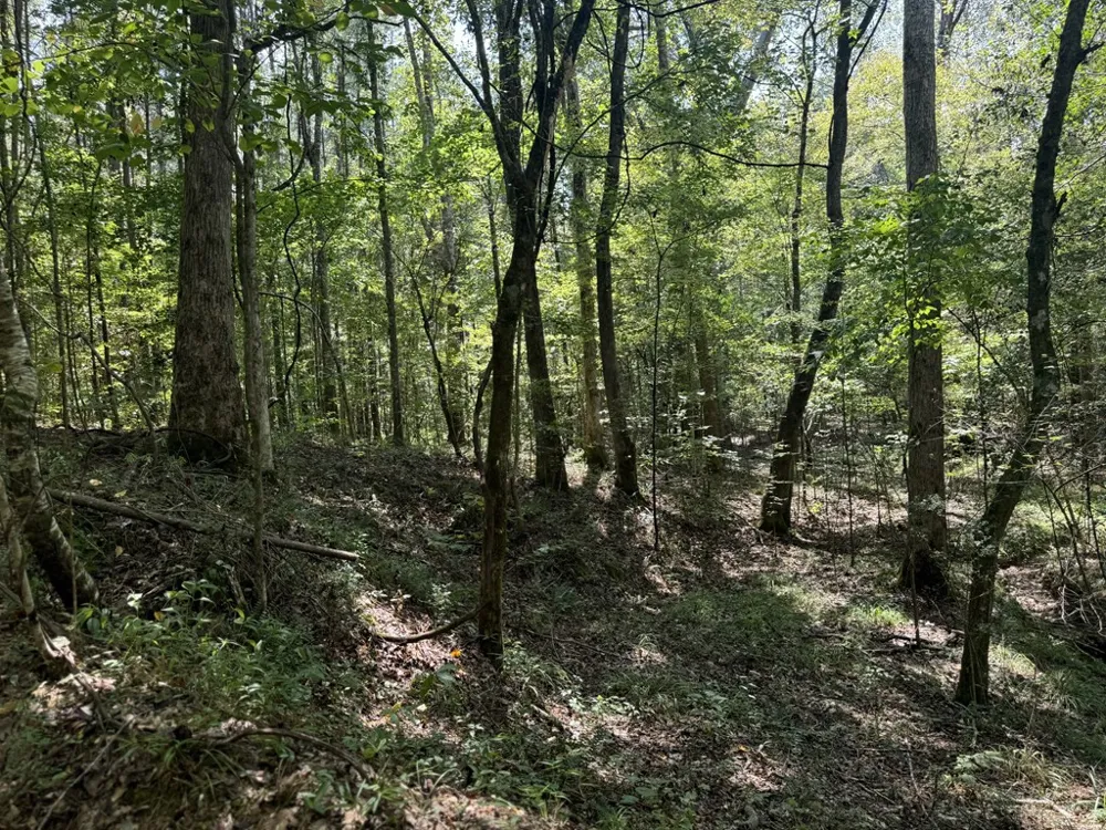 0 Graves Road Liberty, MS 39645