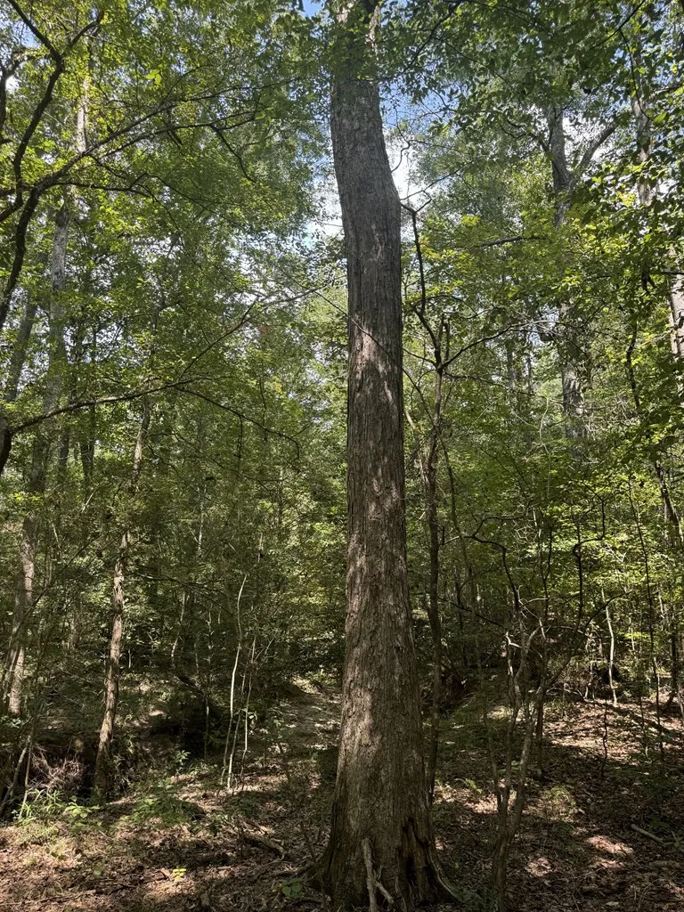 0 Graves Road Liberty, MS 39645