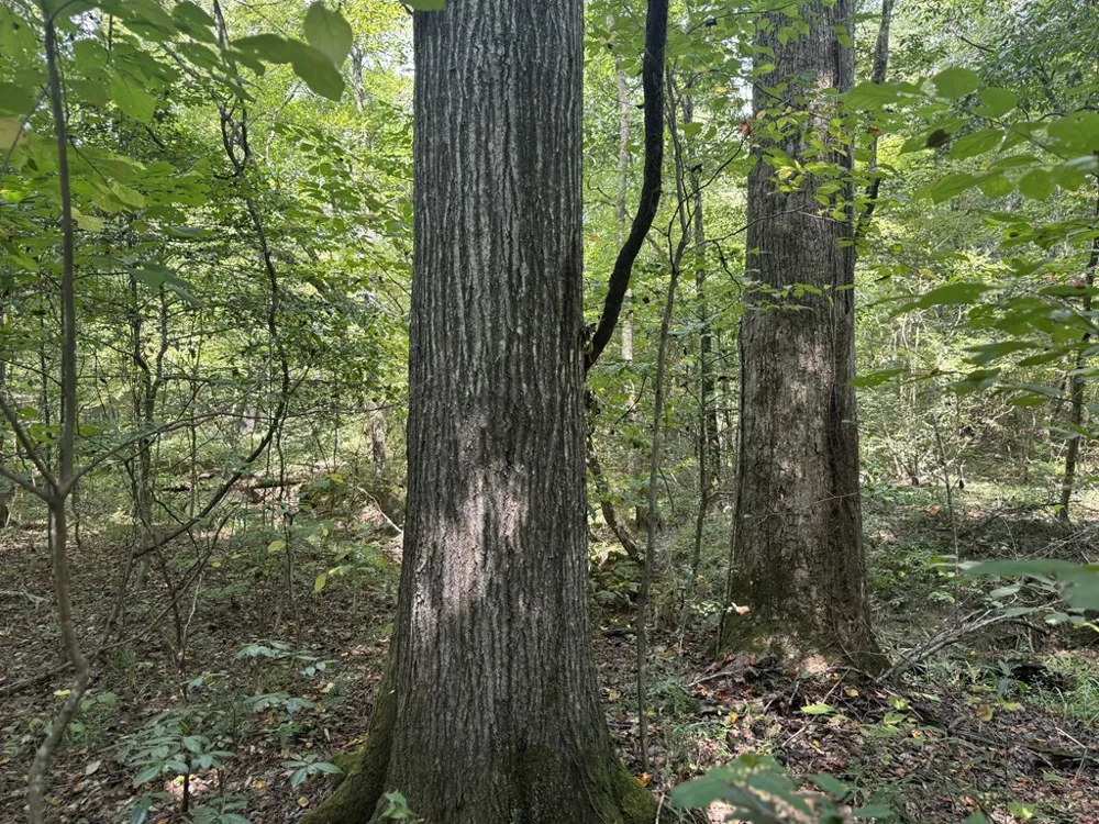 0 Graves Road Liberty, MS 39645