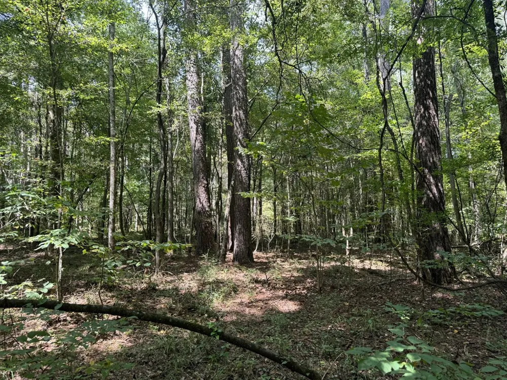 0 Graves Road Liberty, MS 39645