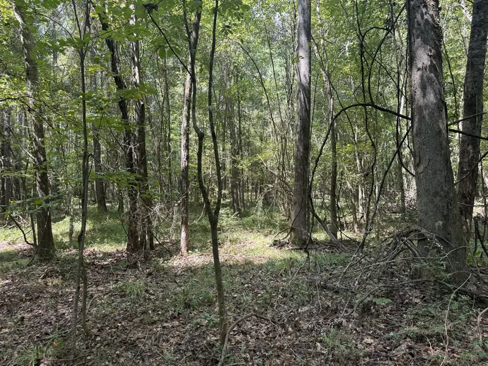 0 Graves Road Liberty, MS 39645