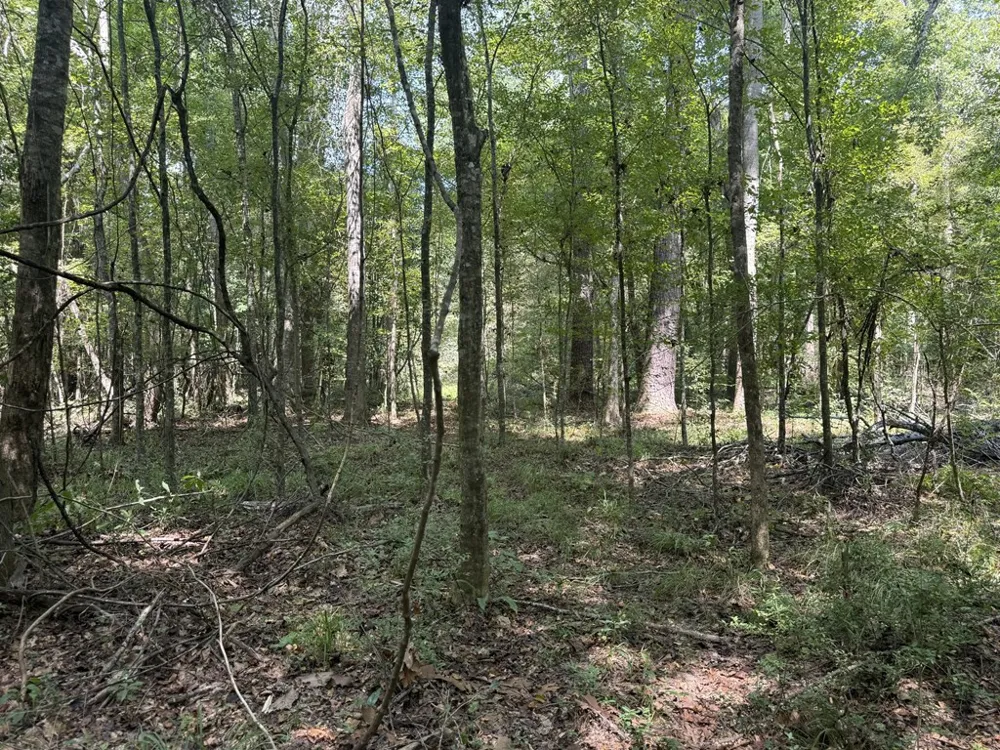 0 Graves Road Liberty, MS 39645