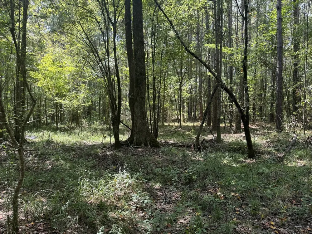 0 Graves Road Liberty, MS 39645