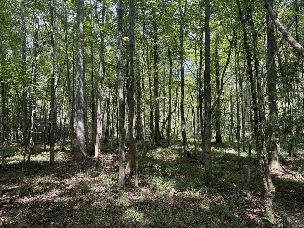 0 Graves Road Liberty, MS 39645