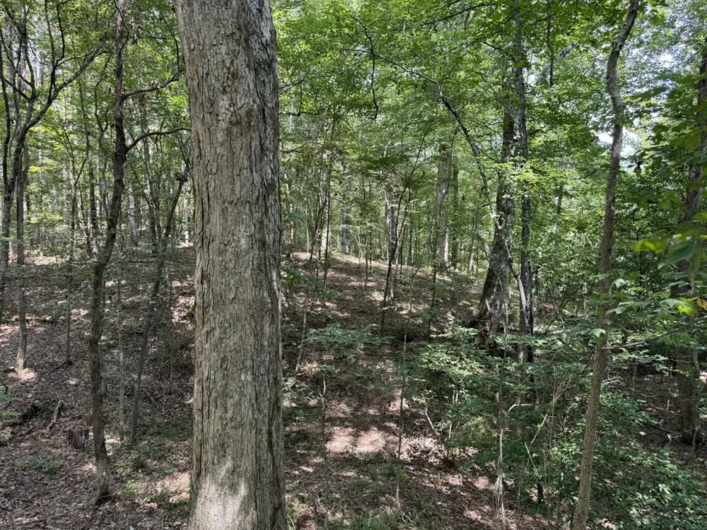 0 Graves Road Liberty, MS 39645