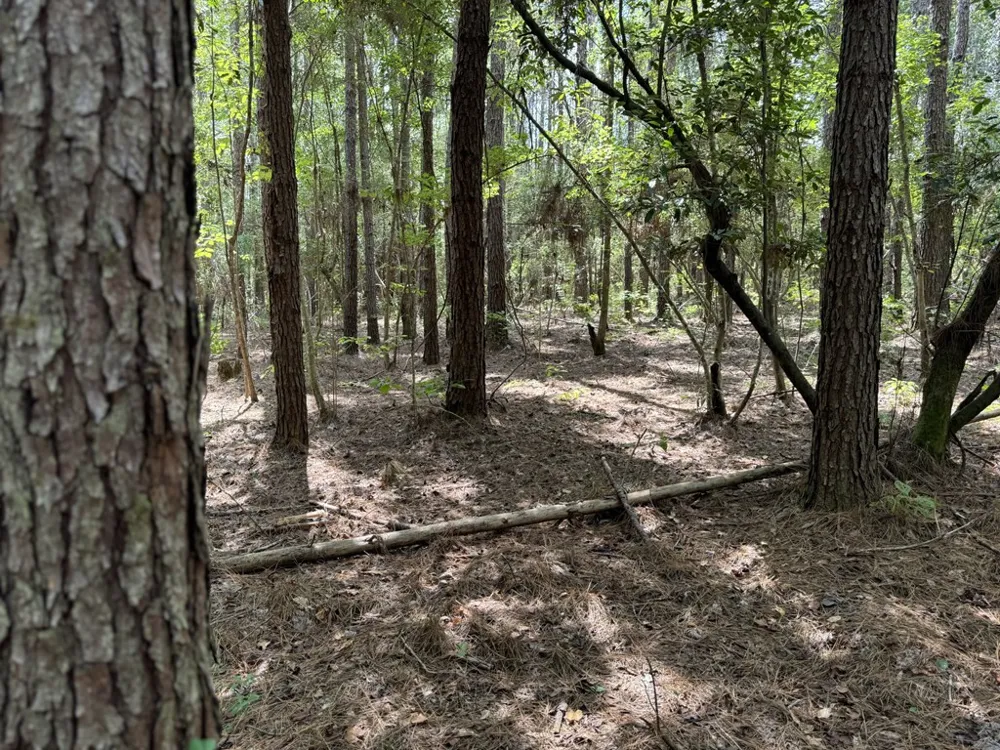 0 Graves Road Liberty, MS 39645