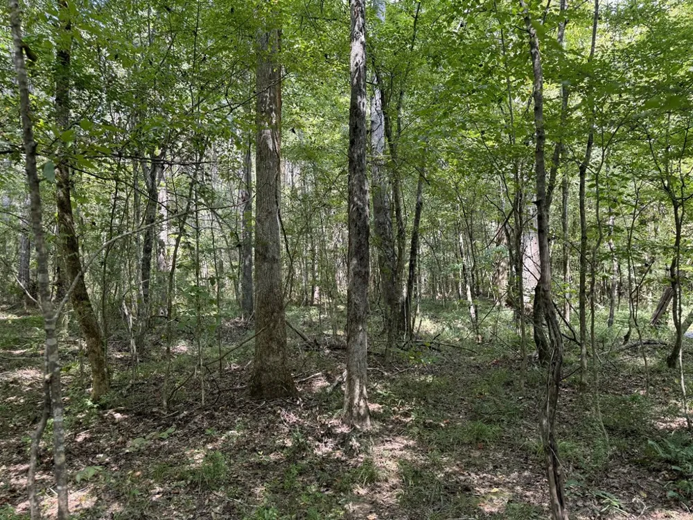 0 Graves Road Liberty, MS 39645