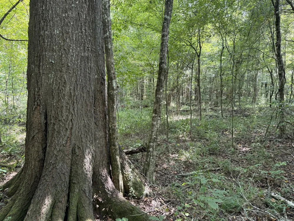 0 Graves Road Liberty, MS 39645