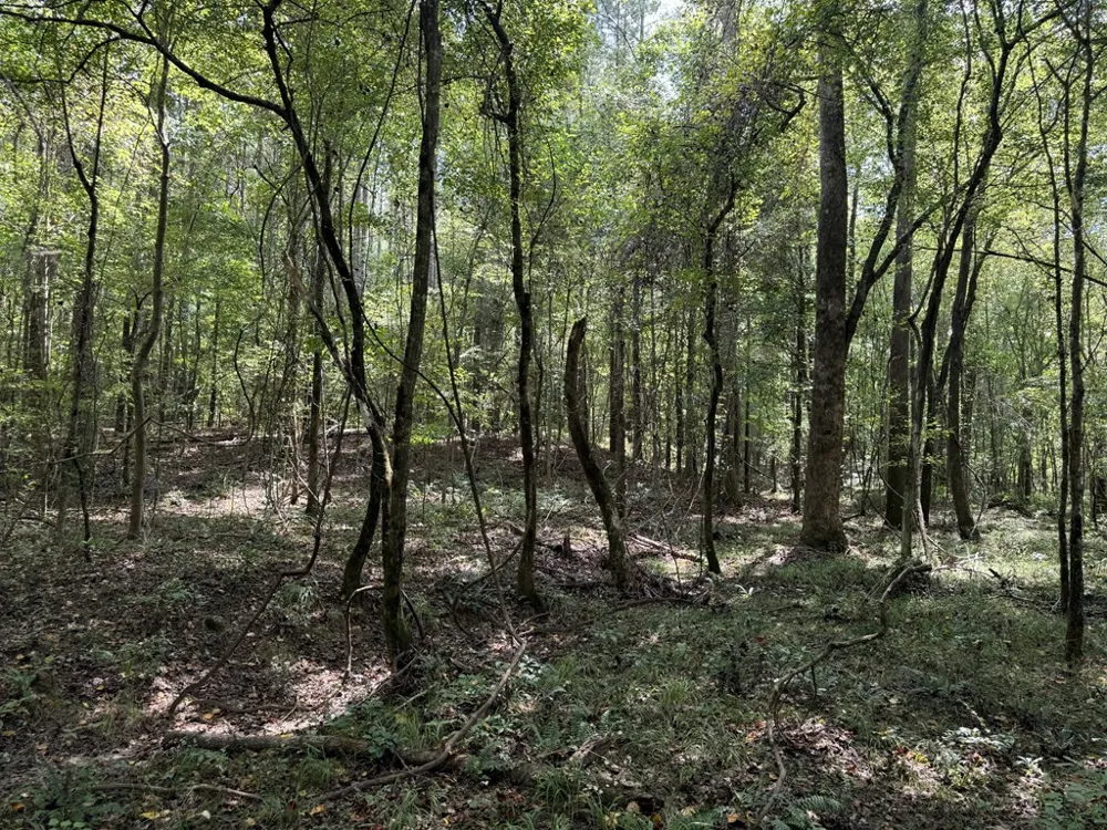 0 Graves Road Liberty, MS 39645