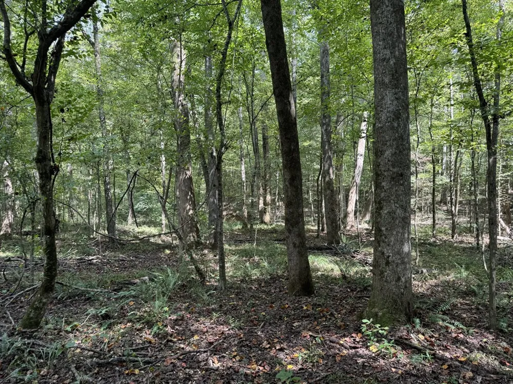 0 Graves Road Liberty, MS 39645