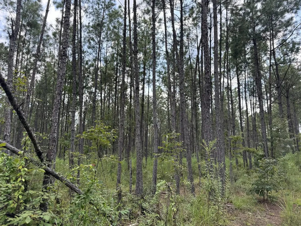 0 Graves Road Liberty, MS 39645