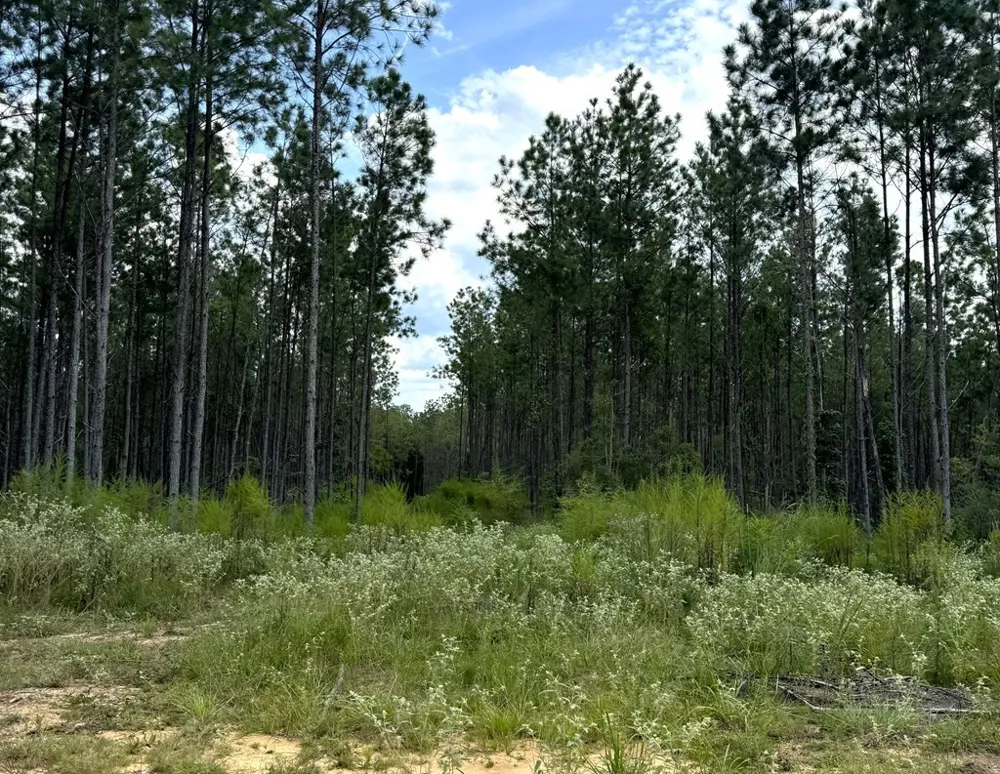 0 Graves Road Liberty, MS 39645