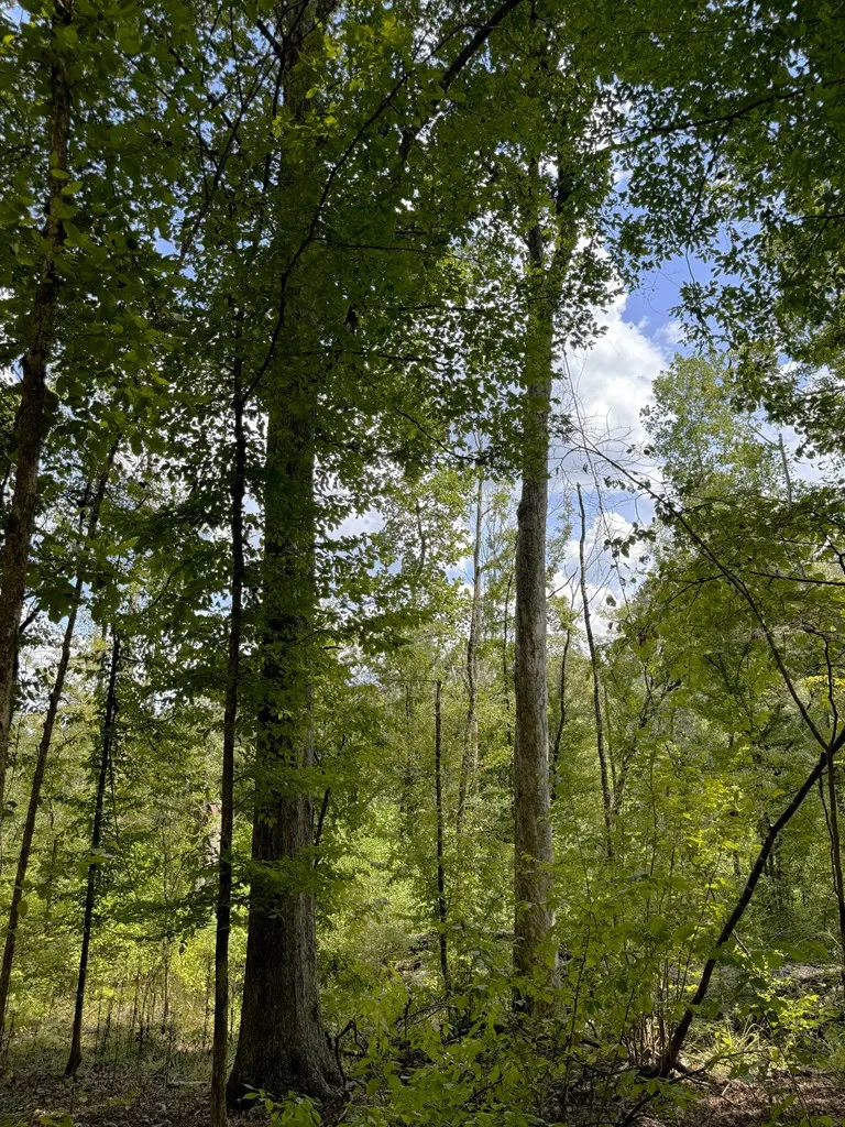 0 Graves Road Liberty, MS 39645
