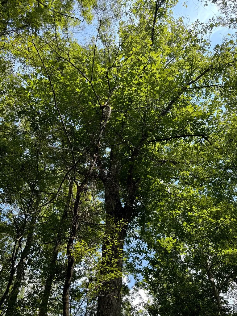 0 Graves Road Liberty, MS 39645