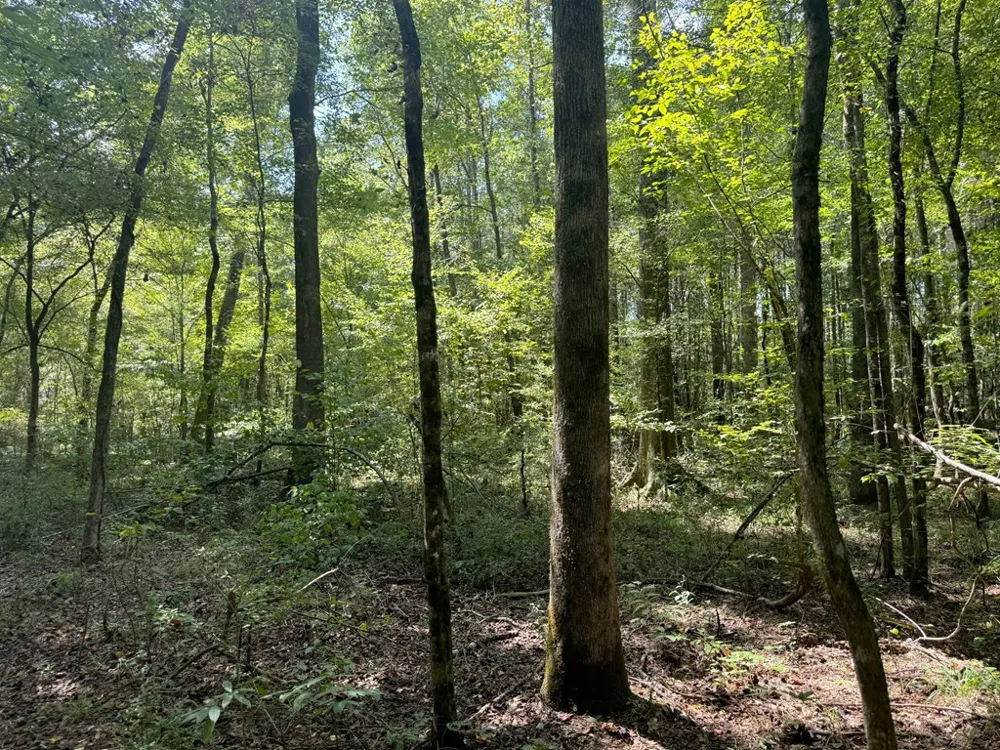 0 Graves Road Liberty, MS 39645