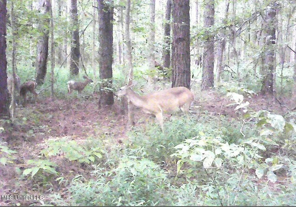 2380 213 Country Road Grenada, MS 38901