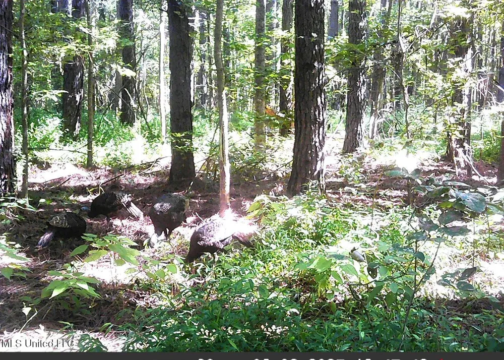 2380 213 Country Road Grenada, MS 38901