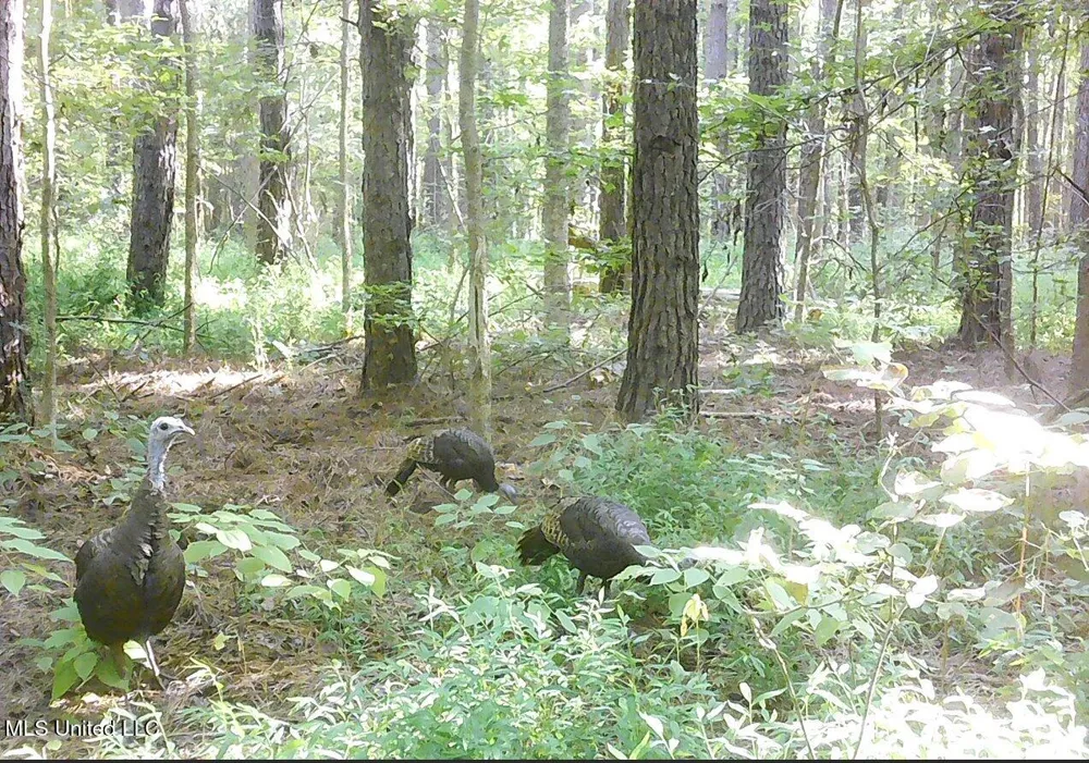 2380 213 Country Road Grenada, MS 38901