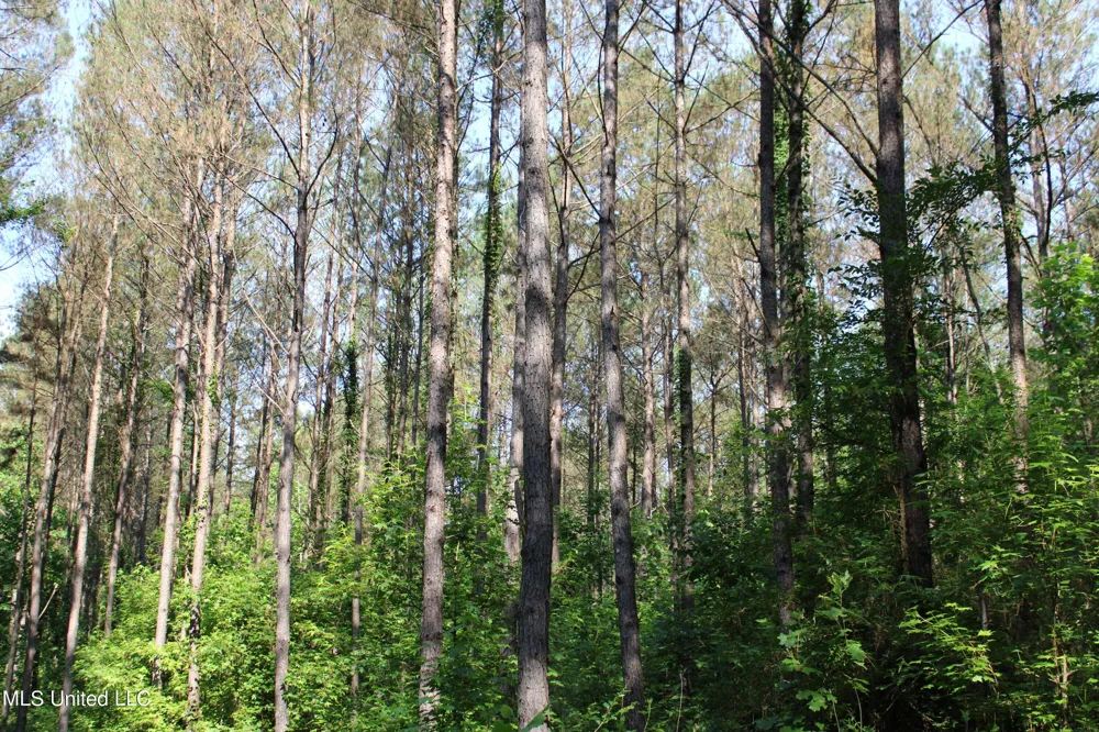 County Road 227 Coffeeville, MS 38922