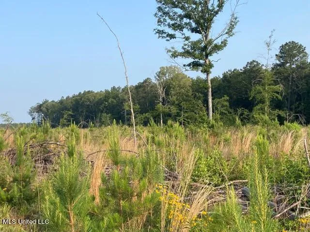 Mink Branch Road Pelahatchie, MS 39145