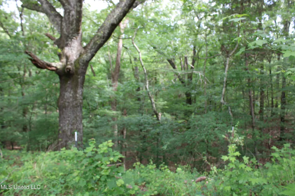 656 Sunset Drive Coldwater, MS 38618