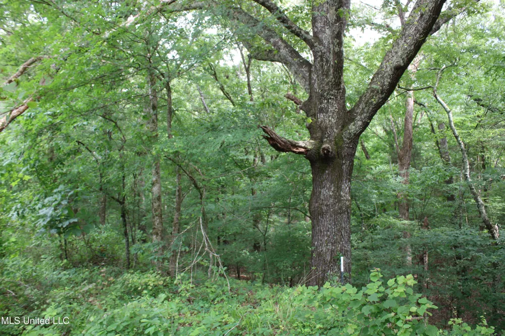 656 Sunset Drive Coldwater, MS 38618