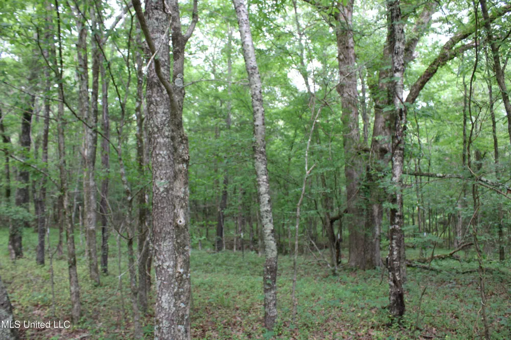 656 Sunset Drive Coldwater, MS 38618