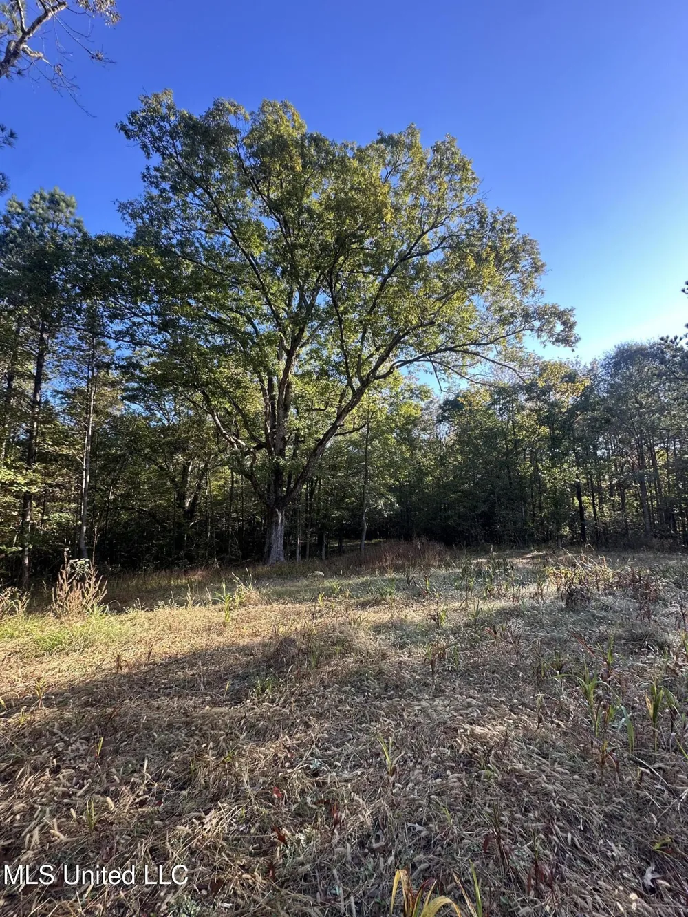 0 Green Door Road Eupora, MS 39744