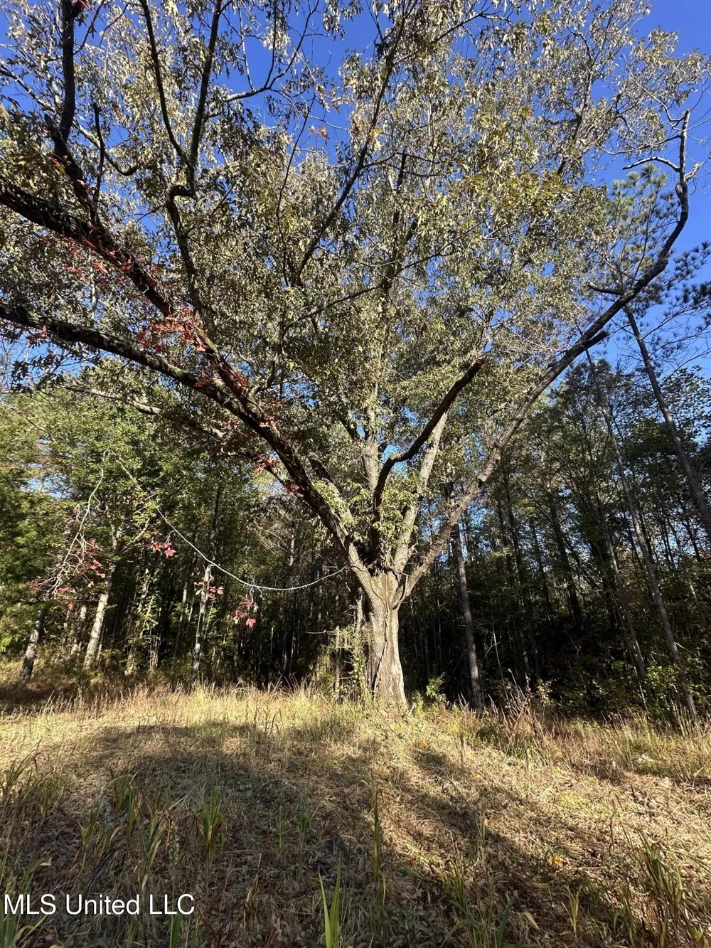 0 Green Door Road Eupora, MS 39744