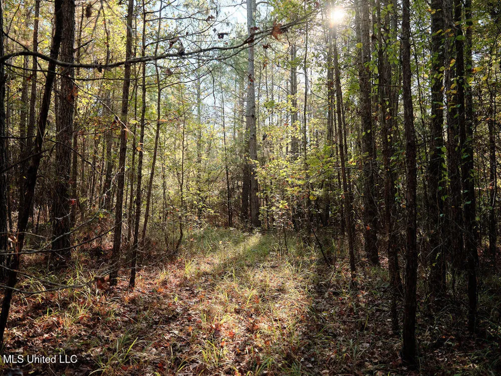 0 Green Door Road Eupora, MS 39744