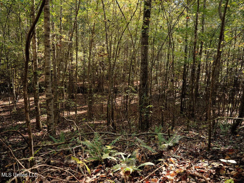 0 Green Door Road Eupora, MS 39744