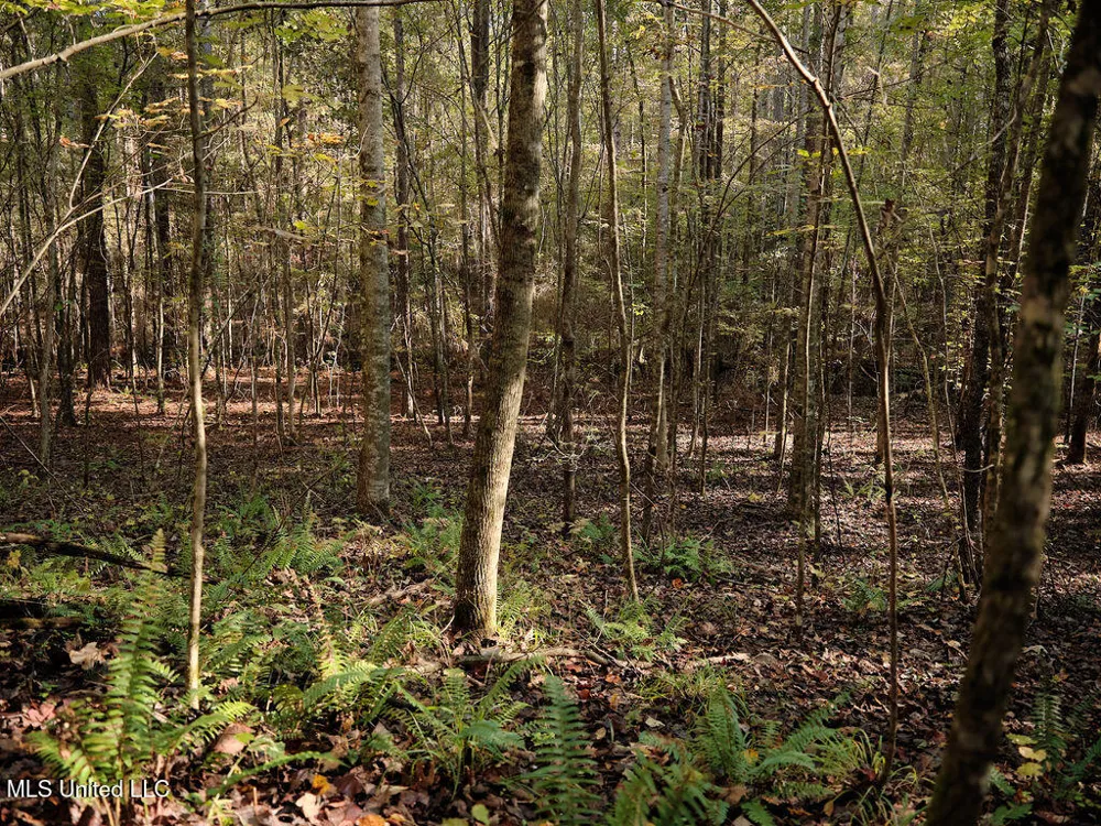 0 Green Door Road Eupora, MS 39744