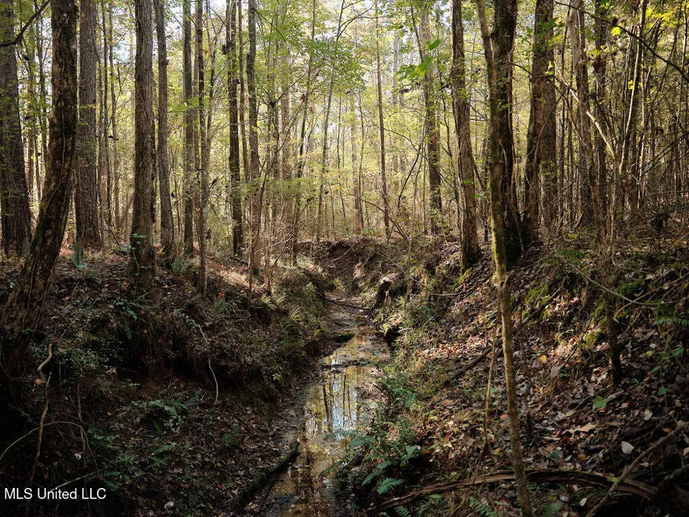 0 Green Door Road Eupora, MS 39744
