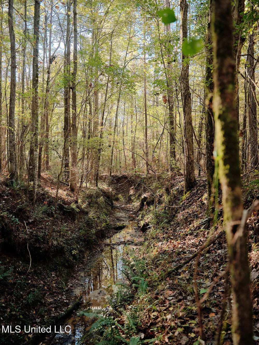 0 Green Door Road Eupora, MS 39744