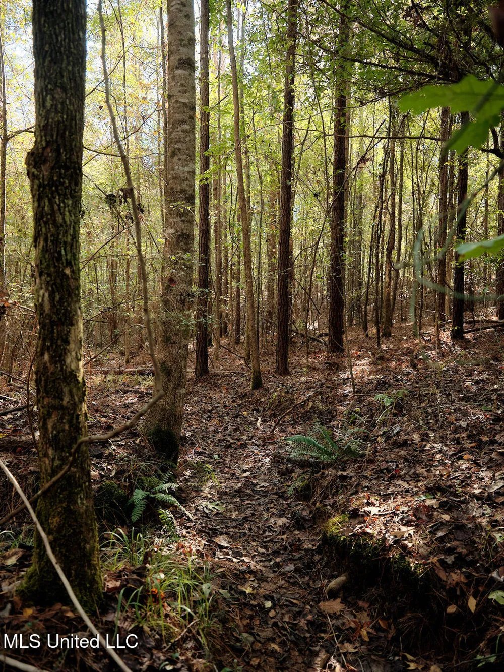 0 Green Door Road Eupora, MS 39744