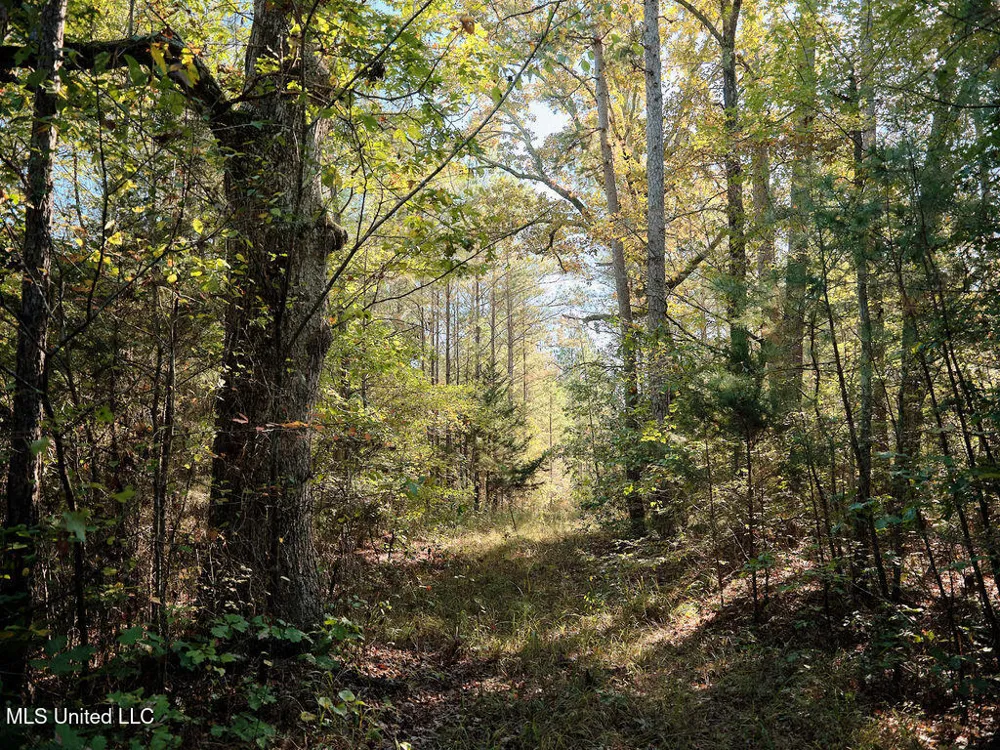 0 Green Door Road Eupora, MS 39744