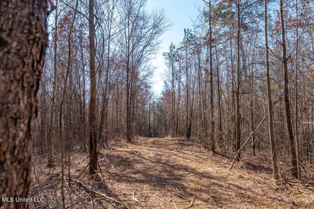 0 Green Door Road Eupora, MS 39744