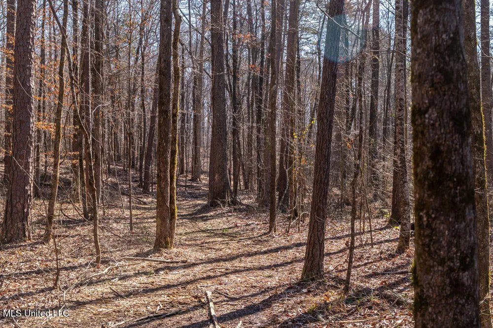 0 Green Door Road Eupora, MS 39744