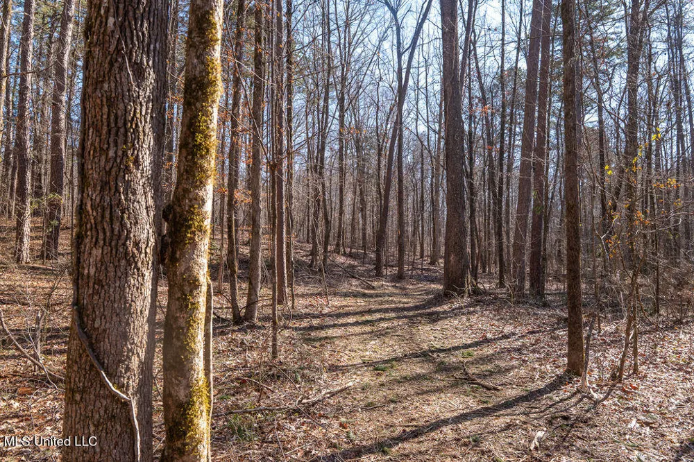 0 Green Door Road Eupora, MS 39744