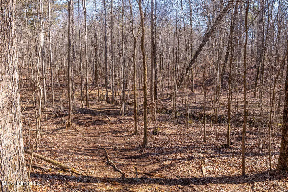 0 Green Door Road Eupora, MS 39744