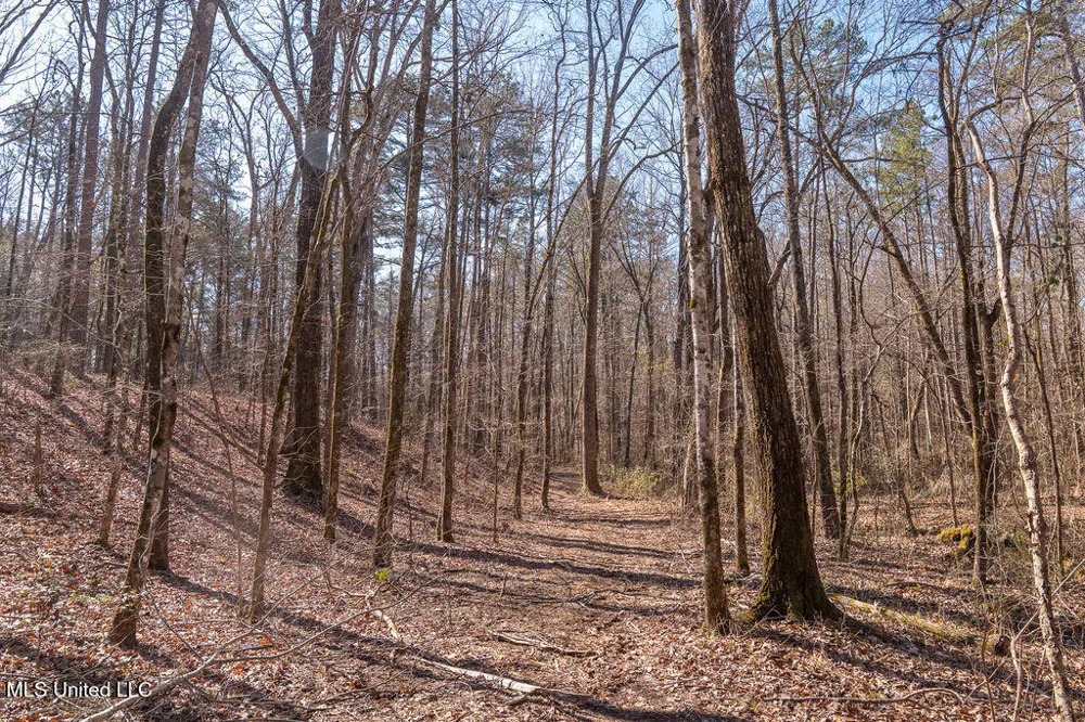 0 Green Door Road Eupora, MS 39744