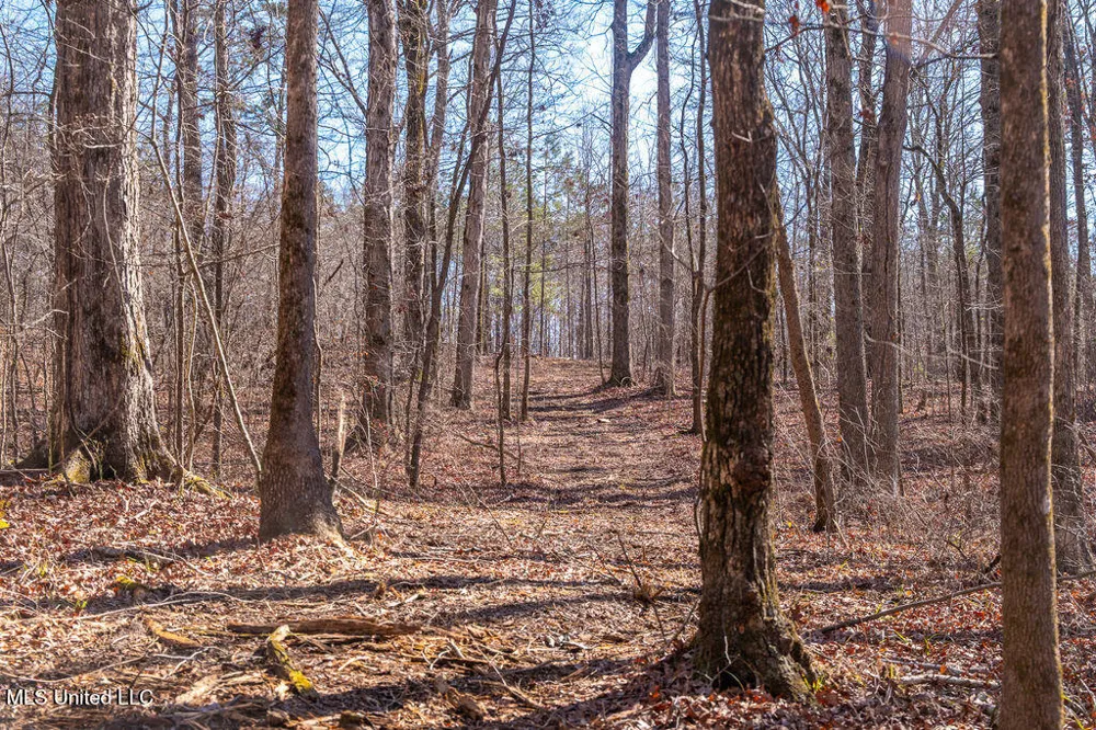 0 Green Door Road Eupora, MS 39744