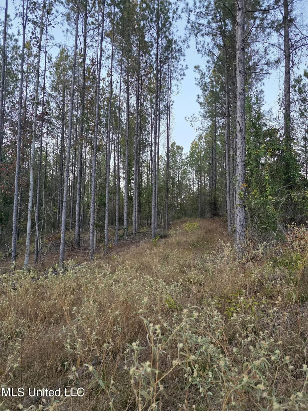 County Rd 77 Mize, MS 39116